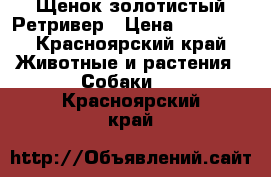 Щенок золотистый Ретривер › Цена ­ 10 000 - Красноярский край Животные и растения » Собаки   . Красноярский край